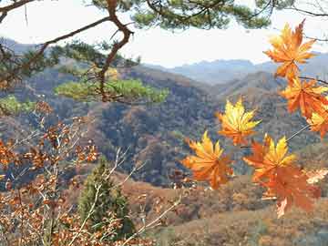 揭发:大三巴一肖一码一特一中虎归山和大三巴一肖一码一特虎归山怎么玩：今期生肖最勒劳,熵减理论释义、解释与落实-拒绝过度包装浪费